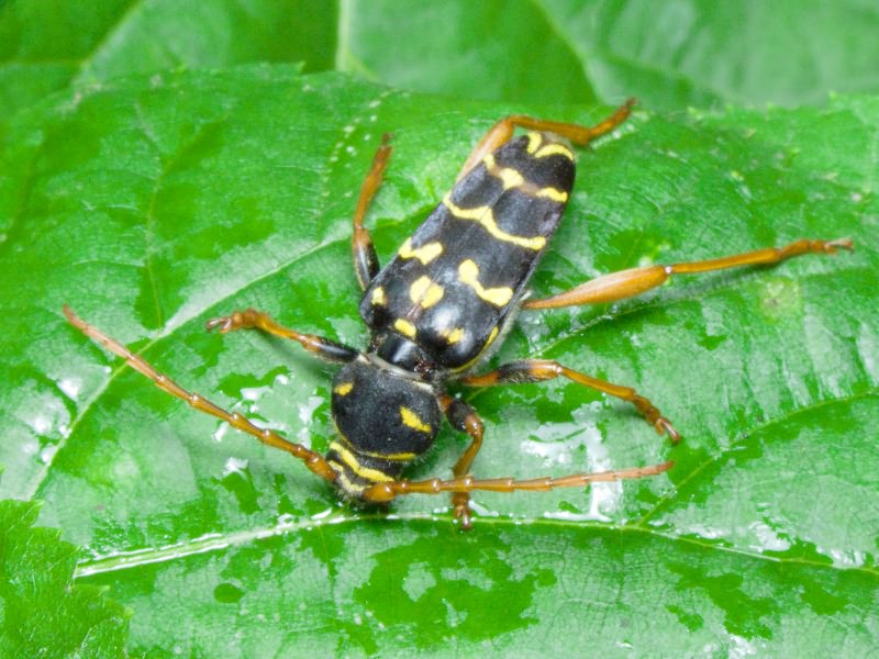 Plagionotus arcuatus (Linnaeus, 1758)